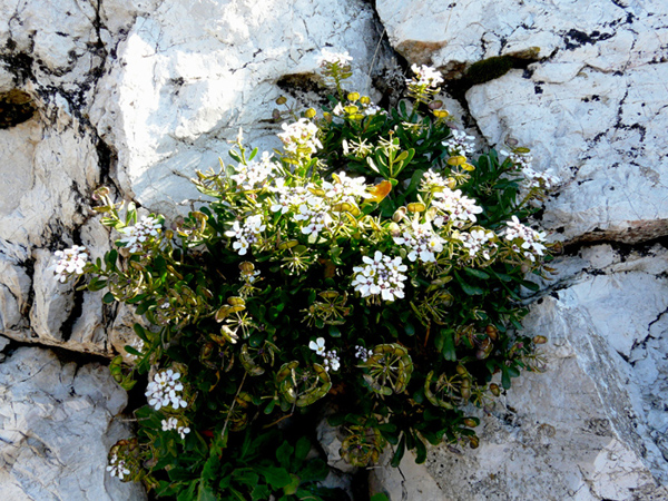 Iberis semperflorens / Iberide florida